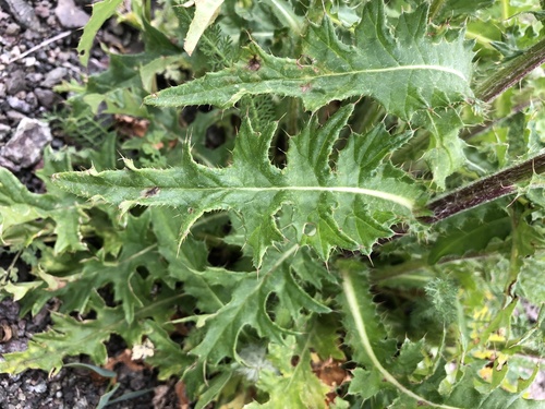 Cirsium edule