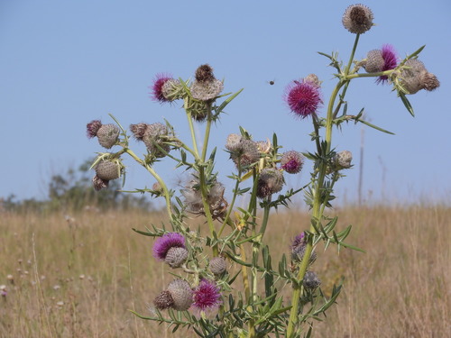 Cirsium eriophorum