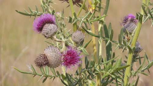 Cirsium eriophorum