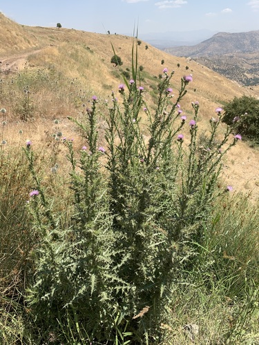 Cirsium libanoticum