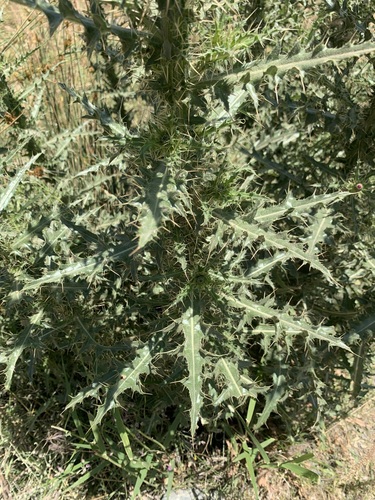 Cirsium libanoticum
