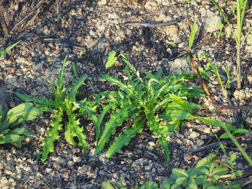 Cirsium lineare