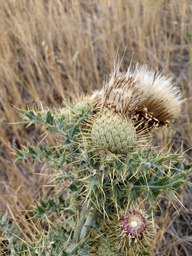 Cirsium ochrocentrum