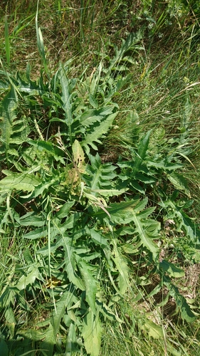 Cirsium oleraceum