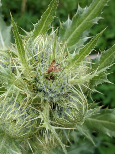Cirsium pallidum