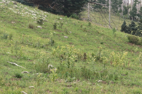 Cirsium pallidum