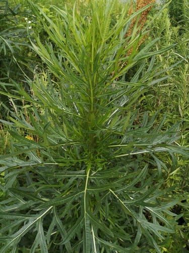 Cirsium pendulum