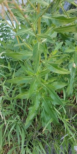 Cirsium segetum