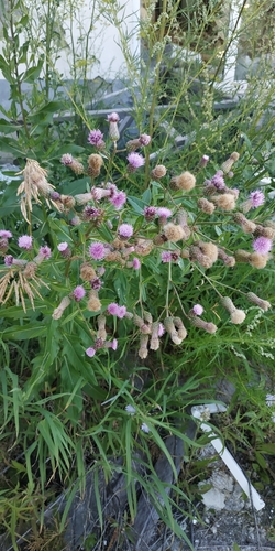Cirsium segetum
