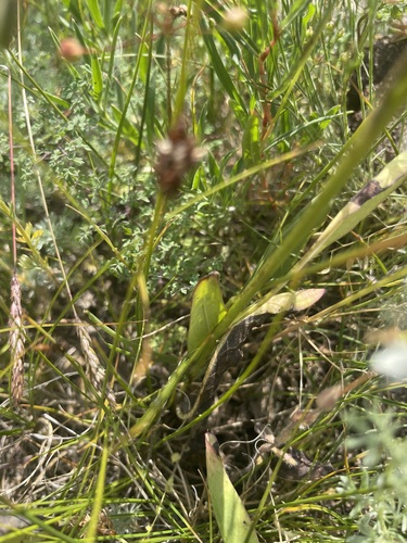 Cirsium serratuloides