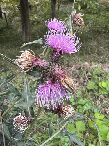 Cirsium suffultum