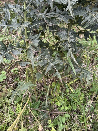 Cirsium suffultum
