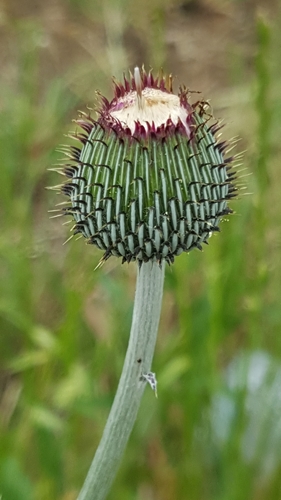 Cirsium texanum
