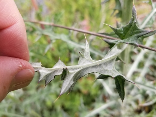 Cirsium texanum