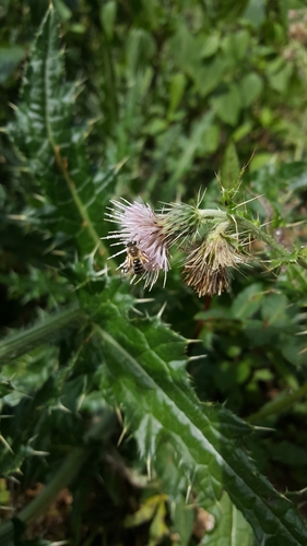 Cirsium verutum