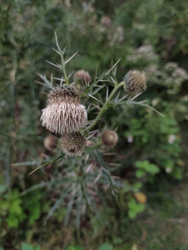 Cirsium wallichii