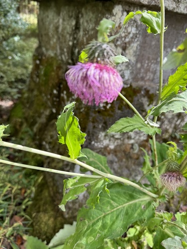 Cirsium yezoense