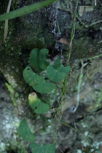 Cissampelos torulosa