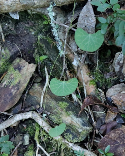Cissampelos torulosa