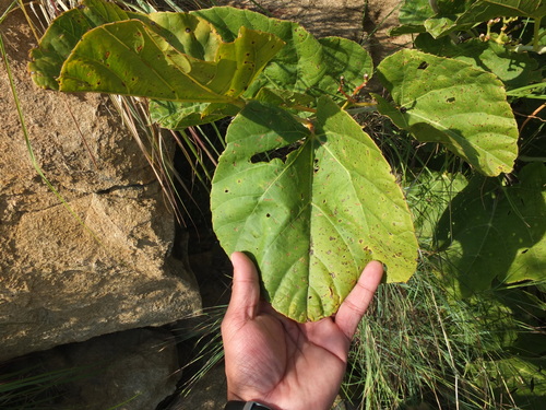 Cissus adnata