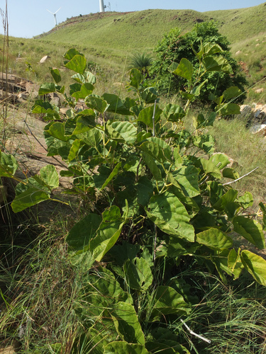 Cissus adnata