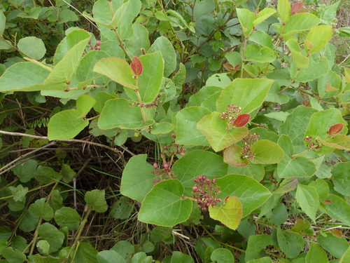 Cissus doeringii