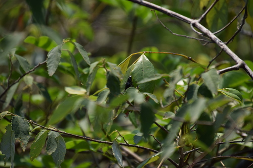 Cissus hypoglauca
