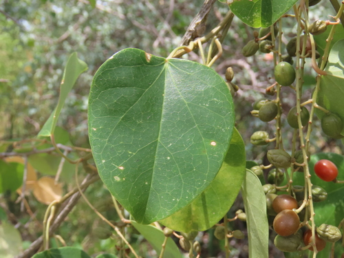 Cissus integrifolia