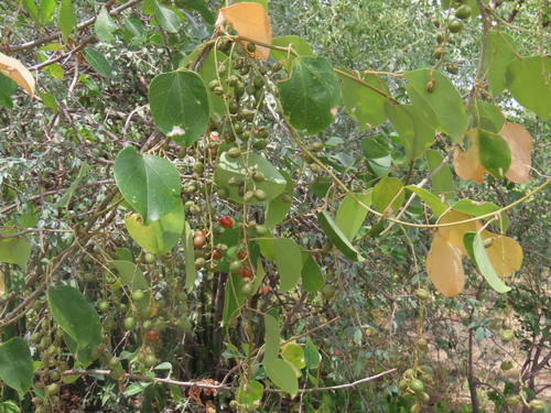 Cissus integrifolia