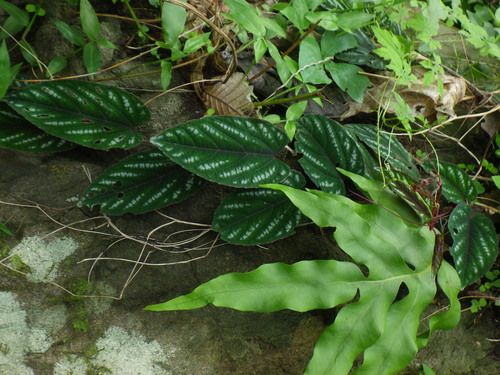 Cissus javana