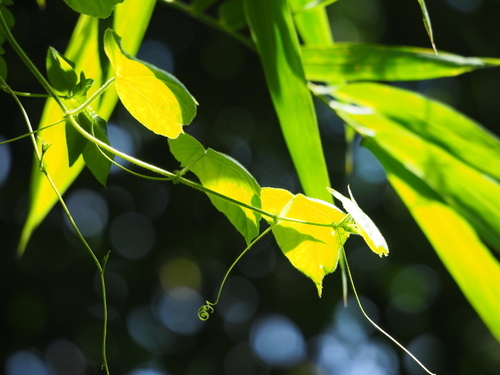 Cissus kerrii