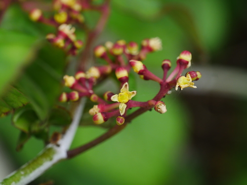 Cissus kerrii