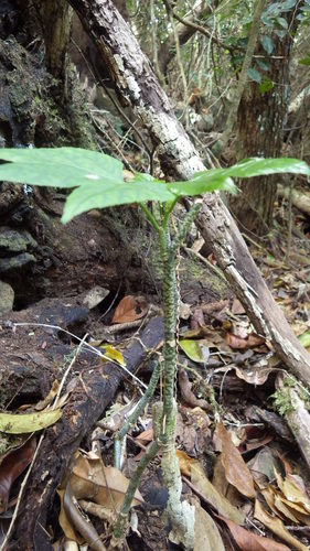 Cissus microdonta