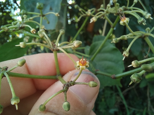 Cissus petiolata