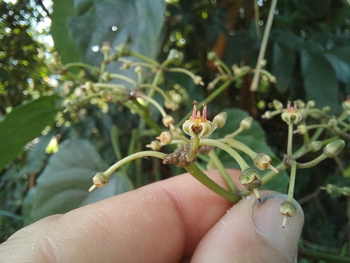 Cissus petiolata