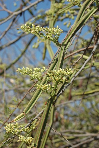 Cissus quadrangularis