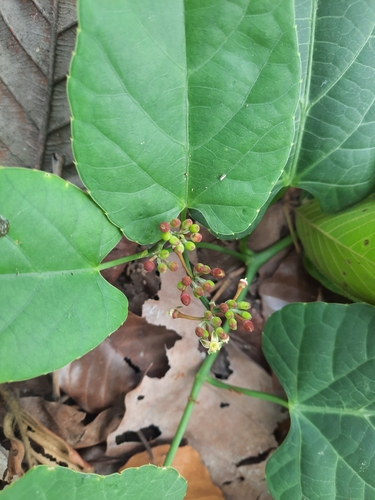 Cissus repanda