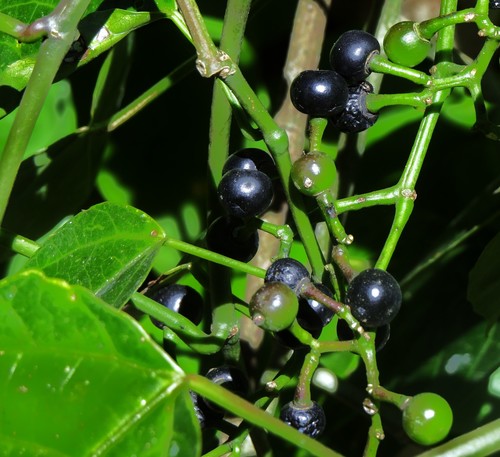 Cissus repens