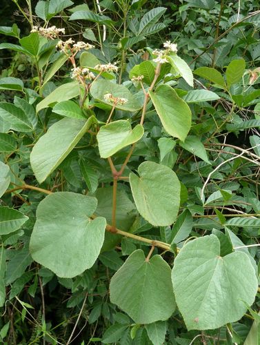 Cissus rubiginosa