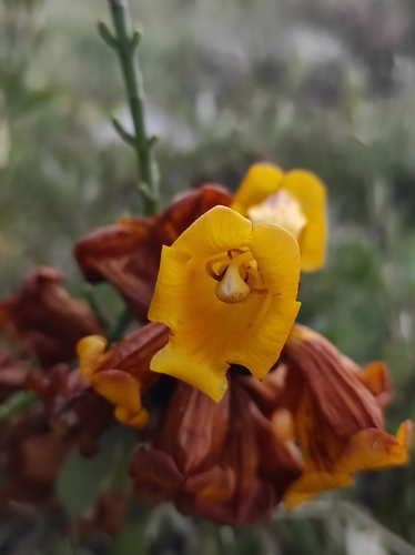 Cistanche phelypaea