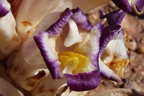 Cistanche violacea