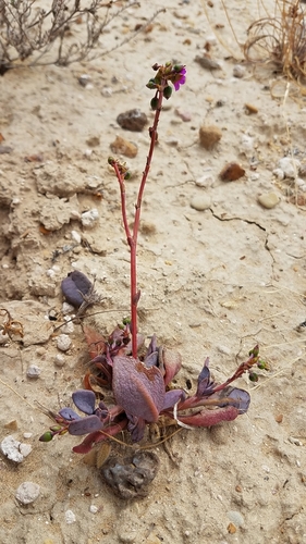 Cistanthe maritima