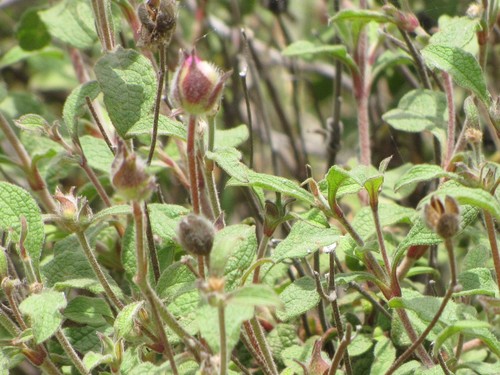 Cistus creticus
