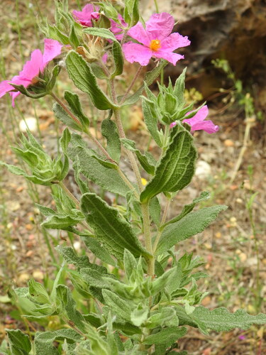 Cistus crispus