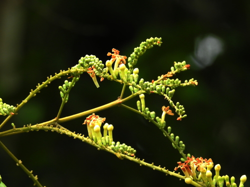 Citharexylum macrophyllum