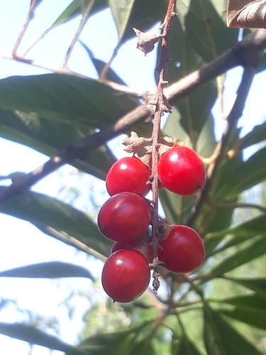 Citharexylum montevidense