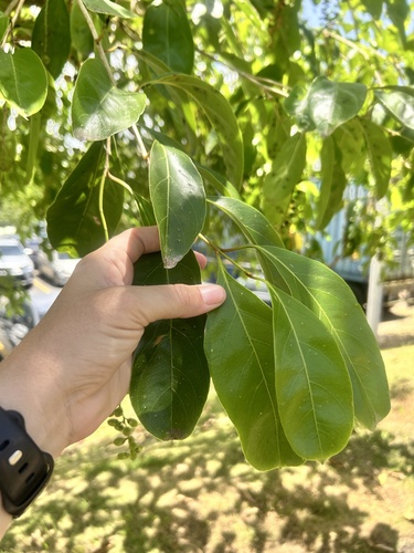 Citharexylum spinosum