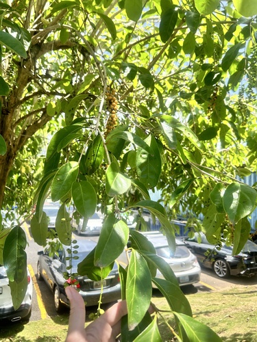 Citharexylum spinosum