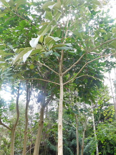 Citharexylum subflavescens