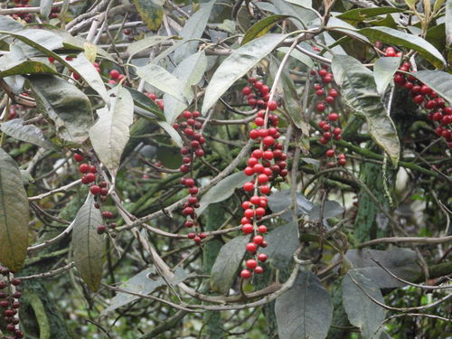 Citharexylum subflavescens